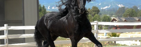 Koń, Czarny, Piękny