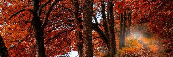 Drzewa, Jesień, Las, Liście, Ścieżka