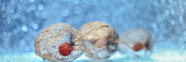 Suche, Bokeh, Rośliny, Miechunka Rozdęta