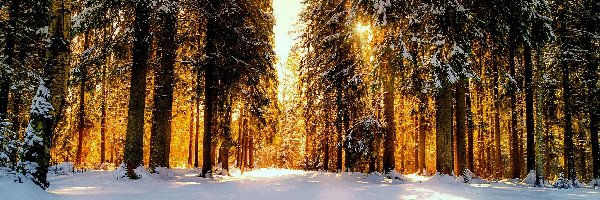 Przebijające światło, Las Droga, Zima