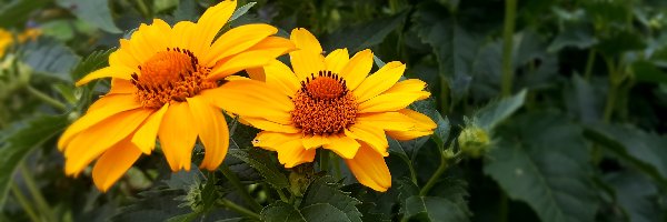 Słoneczniczek szorstki, Kwiaty, Żółte