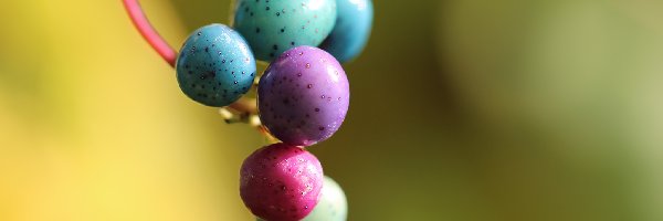 Jagody, Roślina, Kuleczki, Kolorowe