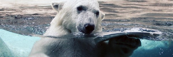 Kąpiel, Polarny, Niedźwiedź