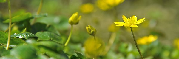 Żółte, Wiosna, Kwiaty, Ziarnopłon Wiosenny