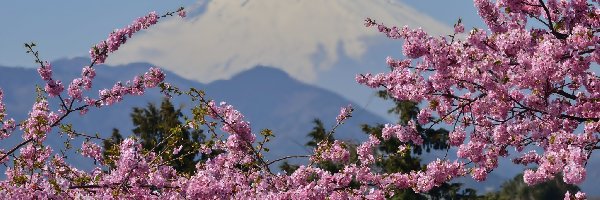 Japonia, Kwitnące, Gałązki, Wulkan, Fuji, Góra