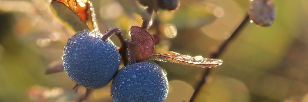 Owoc, Ciemny, Roślinka