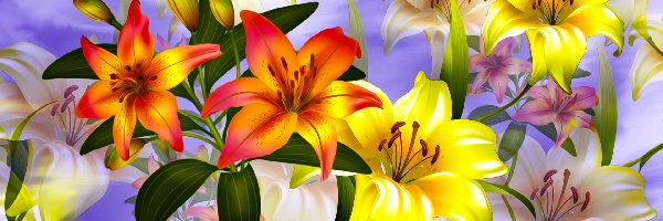 Kwiaty, Żółte, Pomarańczowe, Grafika, Lilie