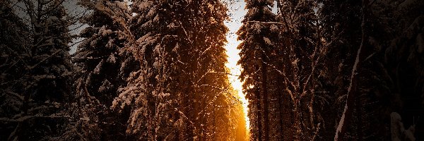 Las, Słońca, Wschód, Zima