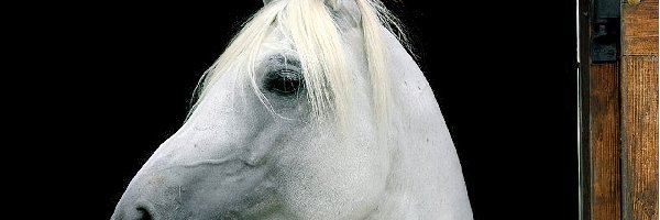 stajnia, biały, Koń