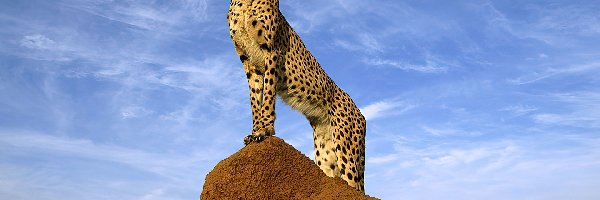 Gepard