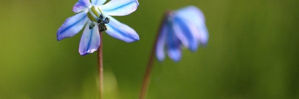 Kwiat, Niebieski, Cebulica Syberyjska
