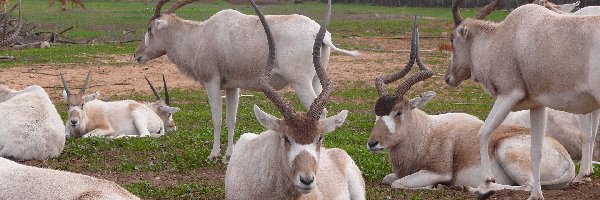 Trawa, Drzewa, Płot, Antylopy