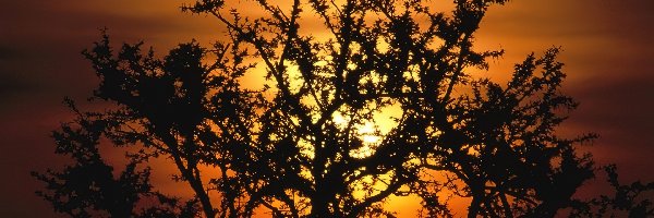 Zachód Słońca, Drzewo, Afryka