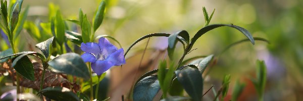 Kwiat, Niebieski, Barwinek pospolity