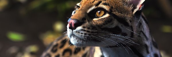 Ocelot, Dziki