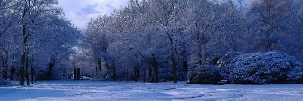 Drzewa, Zima, Krzewy, Park