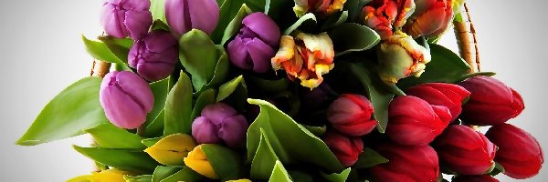 Tulipanów, Kolorowych, Kosz