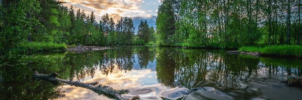 Rzeka Wołchow, Konar, Drzewa, Rosja