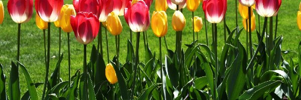 Tulipany, Żółte, Czerwone