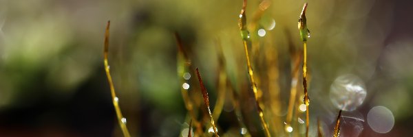 Porosty, Makro, Źdźbła, Mchy