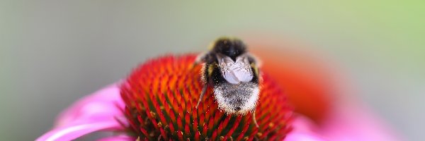 Jeżówka, Owad, Kwiat, Pszczoła