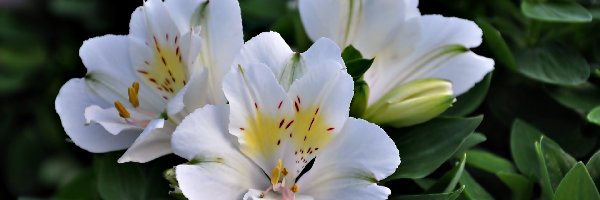 Alstremeria, Kwiaty, Białe