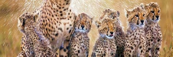 Rodzinka, Młode, Gepard