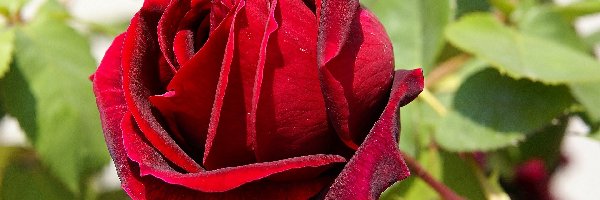 Róża, Aksamitna, Czerwona