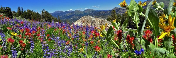 Sierra Nevada, Kwiaty, Kalifornia, Łąka, Góry
