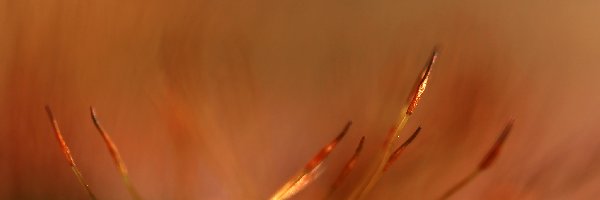 Źdźbła, Makro, Mchy