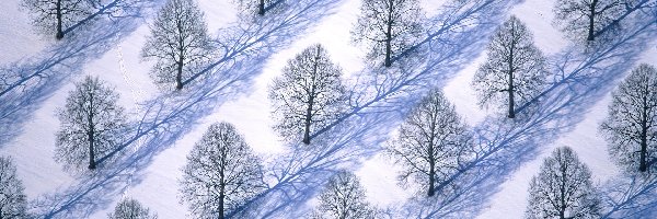 Śnieg, Drzewa, Sad, Zima