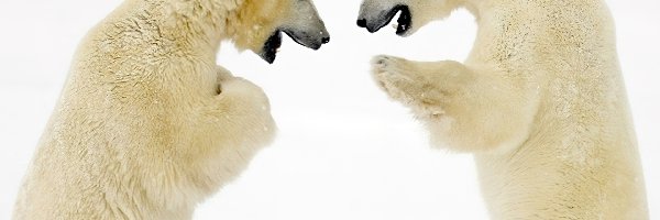 Rozmowa, Polarne, Niedźwiedzie