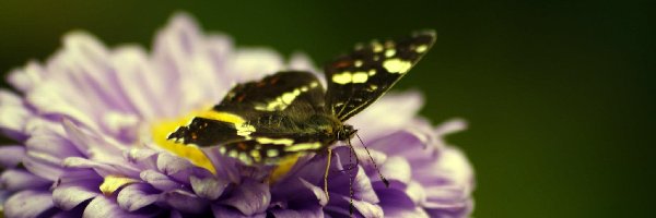 Motyl, Kwiat, Fioletowy