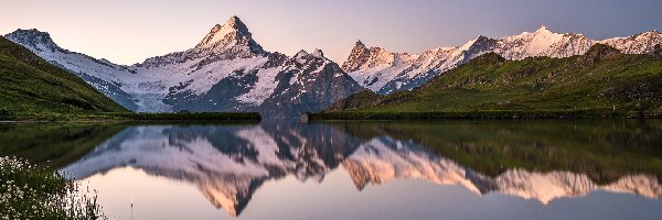 Ośnieżone, Góry Alpy Berneńskie, Odbicie, Kwiaty, Góra Schreckhorn, Szczyty, Jezioro Bachalpsee, Szwajcaria