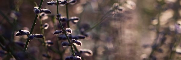 Wieczór, Łąka, Rośliny