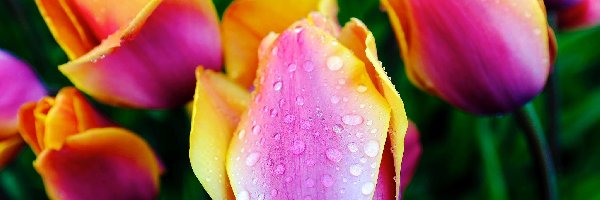 Tulipany, Rosy, Krople, Kolorowe