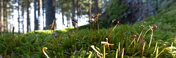 Przebijające Światło, Las, Kwitnący Mech