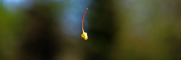 W, Minimalizm, Locie, Nasionko