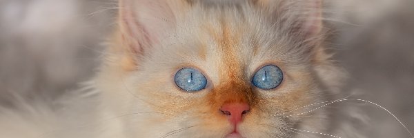 Biały, Mordka, Kot, Oczy, Niebieskie