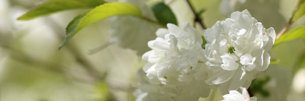 Kwiaty, Białe, Krzew