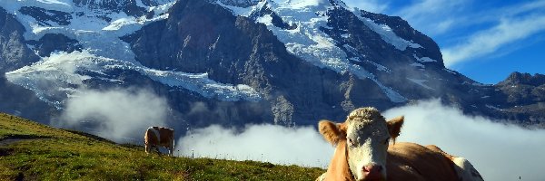 Polana, Mgła, Krowy, Szwajcaria, Szczyty, Alpy