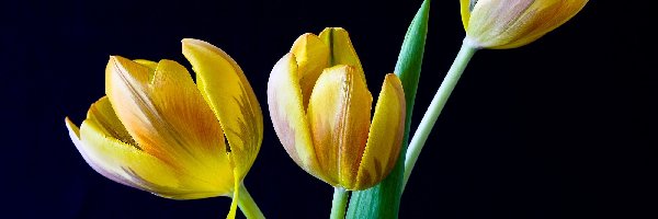 Tulipany, Tło, Czarne, Żółte