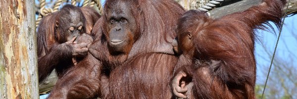 Orangutanów, Rodzinka, Drzewo