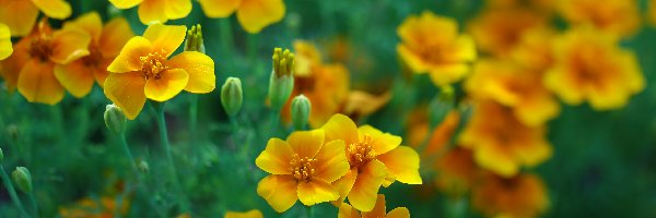 Kwiaty, Żółte, Aksamitki