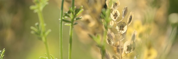 Nasiona, Źdźbła, Rośliny