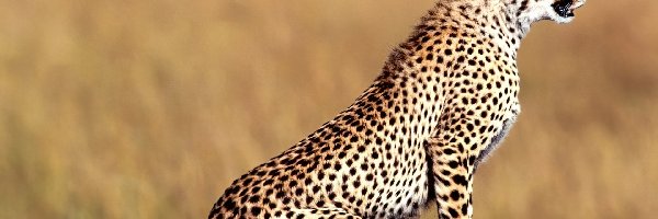 Gepard