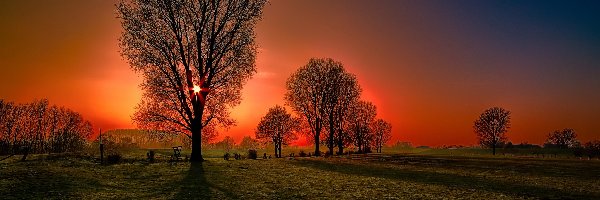 Drzewa, Zachód Słońca, Pole
