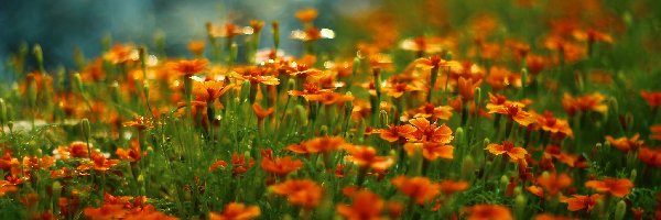 Kwiaty, Pomarańczowe, Aksamitki