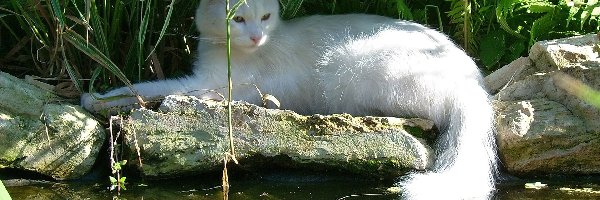 Woda, Kot, Biały