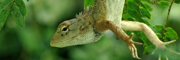Zieleń, Zwisająca, Jaszczurka